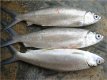 Cá măng biển - 160k/kg